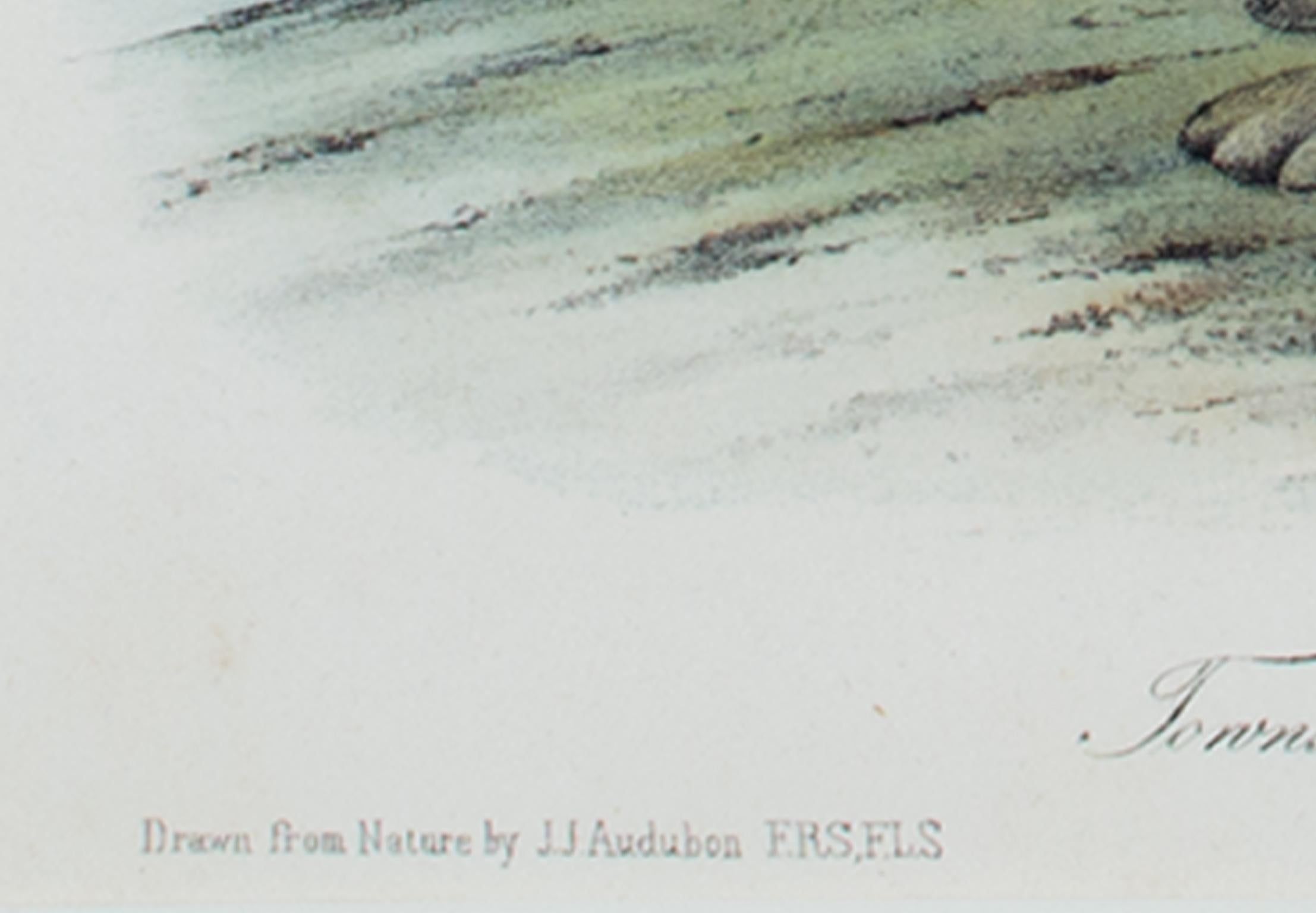 « Townsend's Rocky Mountain Hare », lithographie originale en couleur de J. Audubon - Académique Print par John James Audubon