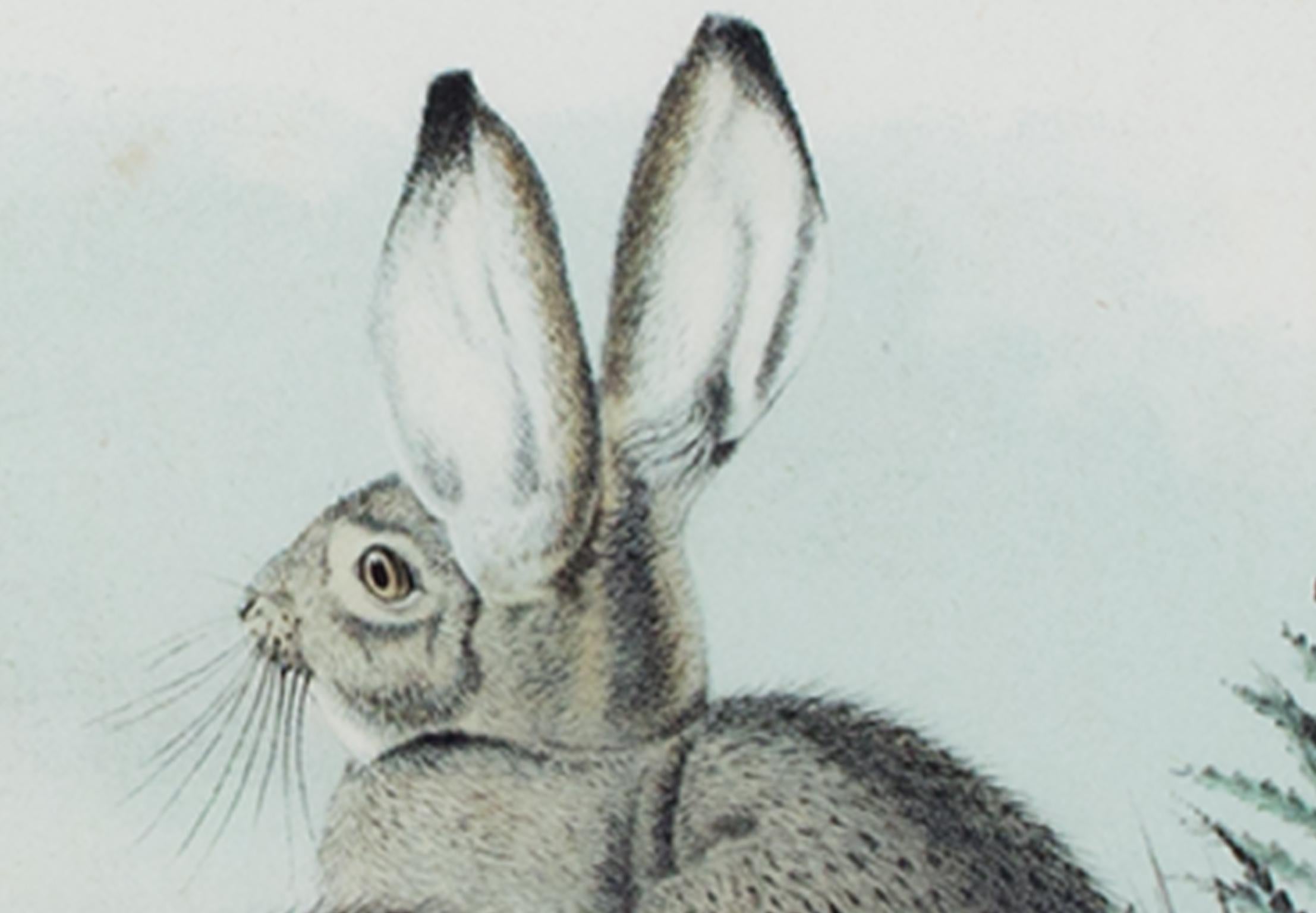 « Townsend's Rocky Mountain Hare », lithographie originale en couleur de J. Audubon - Gris Animal Print par John James Audubon