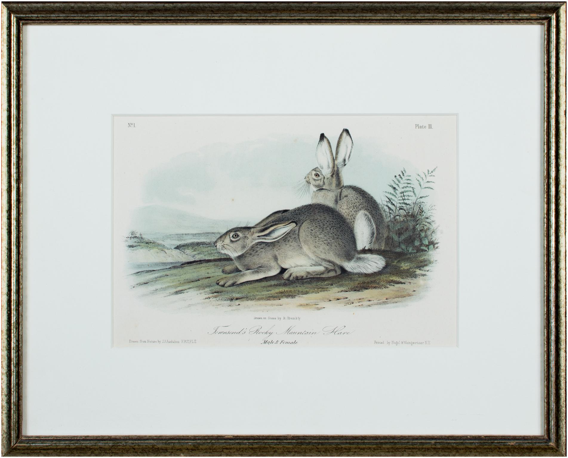 19th century color lithograph hares animal nature print wildlife - Academic Print by John James Audubon