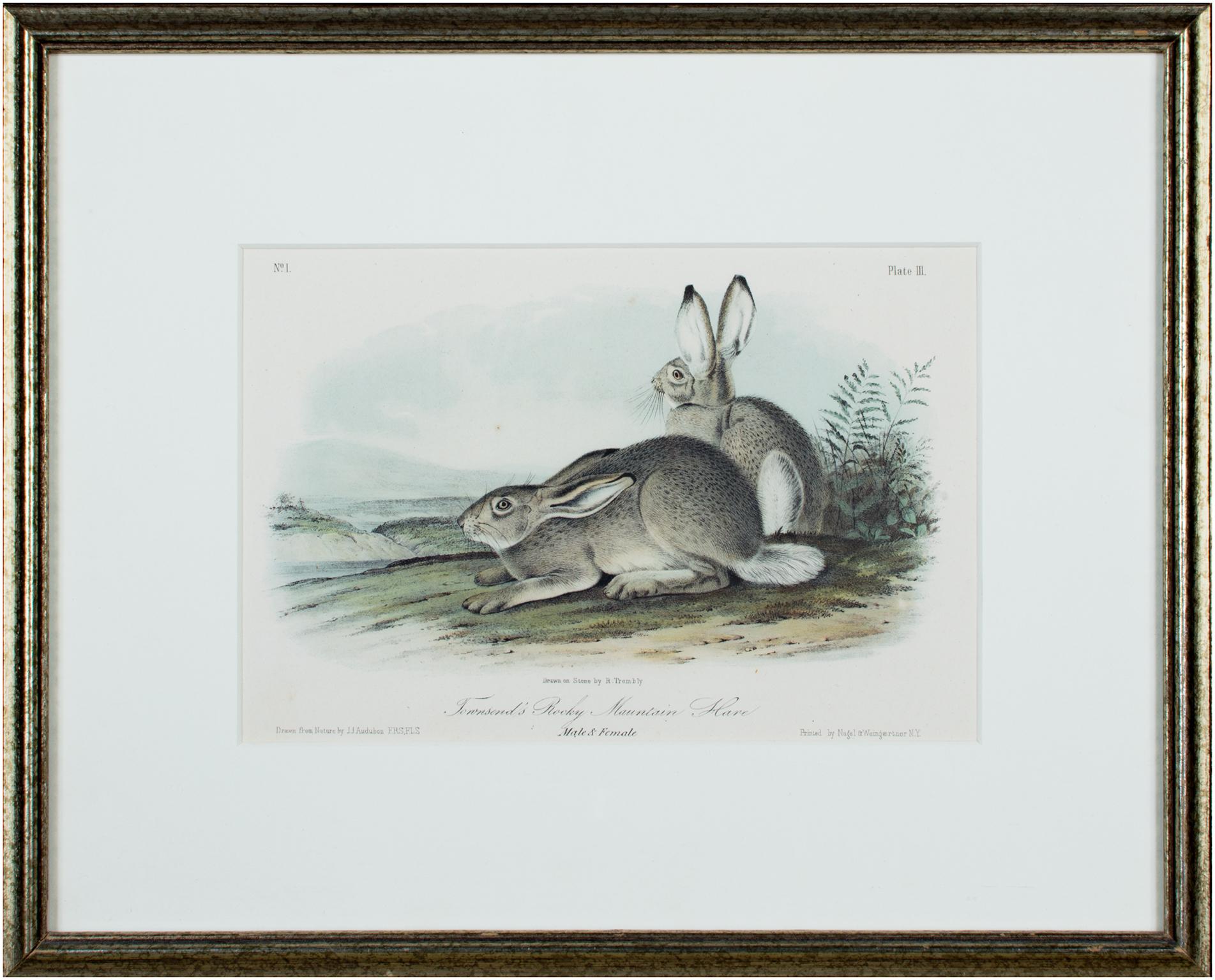 19. Jahrhundert Farblithographie Hasen Tier Natur Druck Wildtiere im Angebot 1