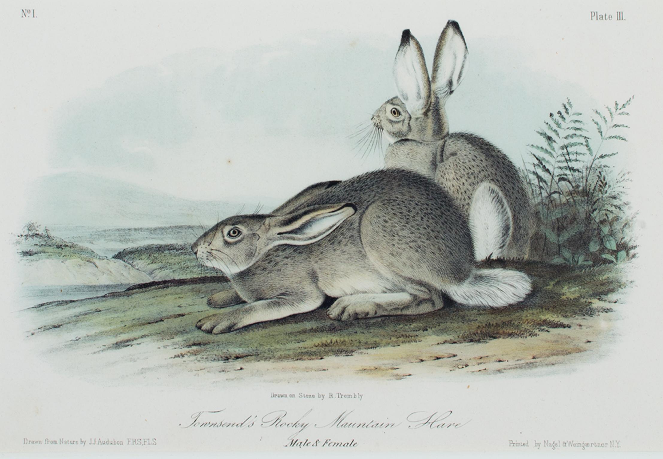 Animal Print John James Audubon - « Townsend's Rocky Mountain Hare », lithographie originale en couleur de J. Audubon