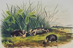Townsend's Shrew Mole: Original 19th Century Audubon Lithograph