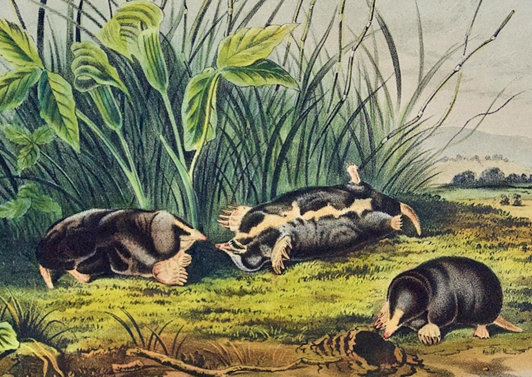 Townsend's Shrew Mole: Original 19th Century Audubon Lithograph - Naturalistic Print by John James Audubon