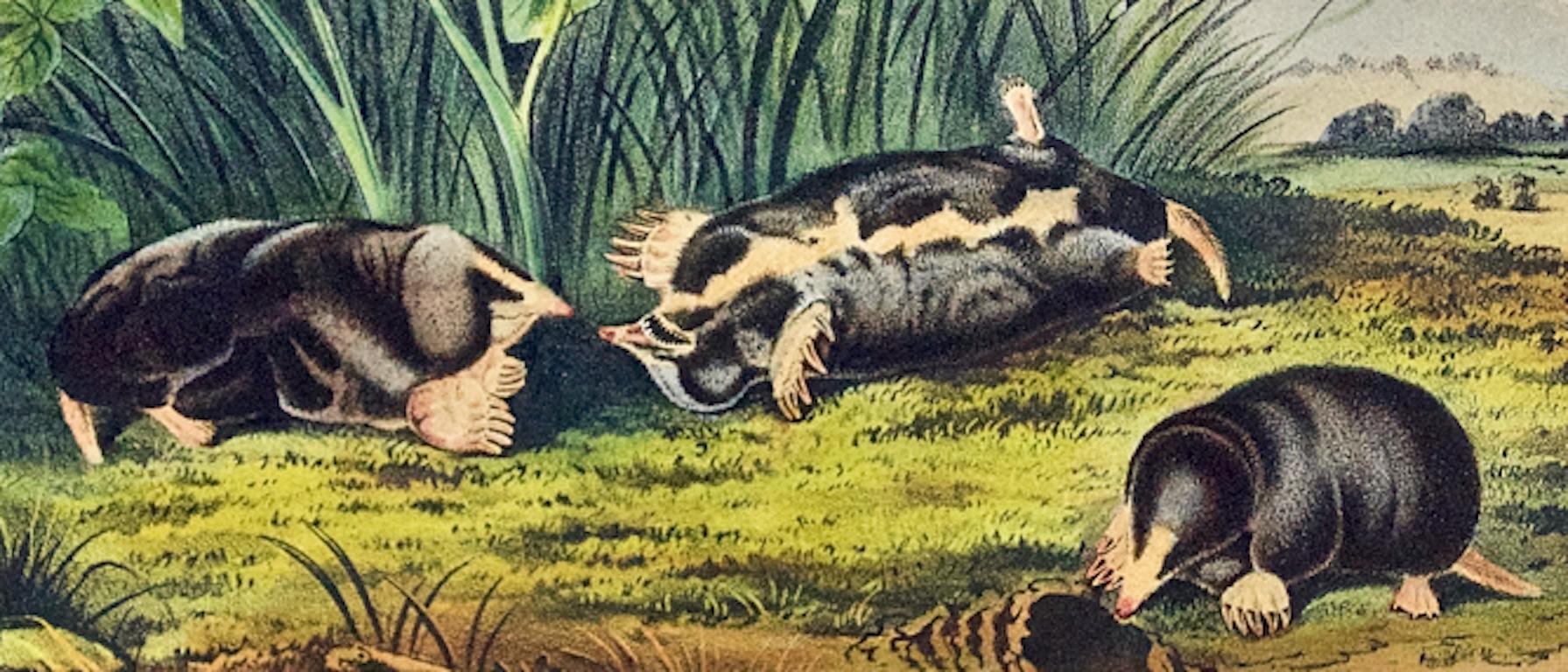 Townsend's Shrew Mole: Original 19th Century Audubon Lithograph - Beige Animal Print by John James Audubon