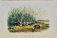 Townsend's Shrew Mole: Original 19th Century Audubon Lithograph