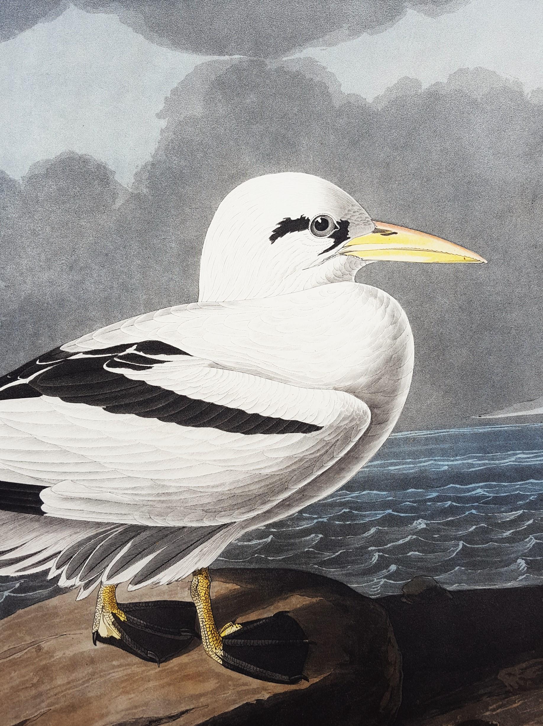 Tropic Bird /// Ornithology John James Audubon Shorebird Ocean Beach Seascape  For Sale 10