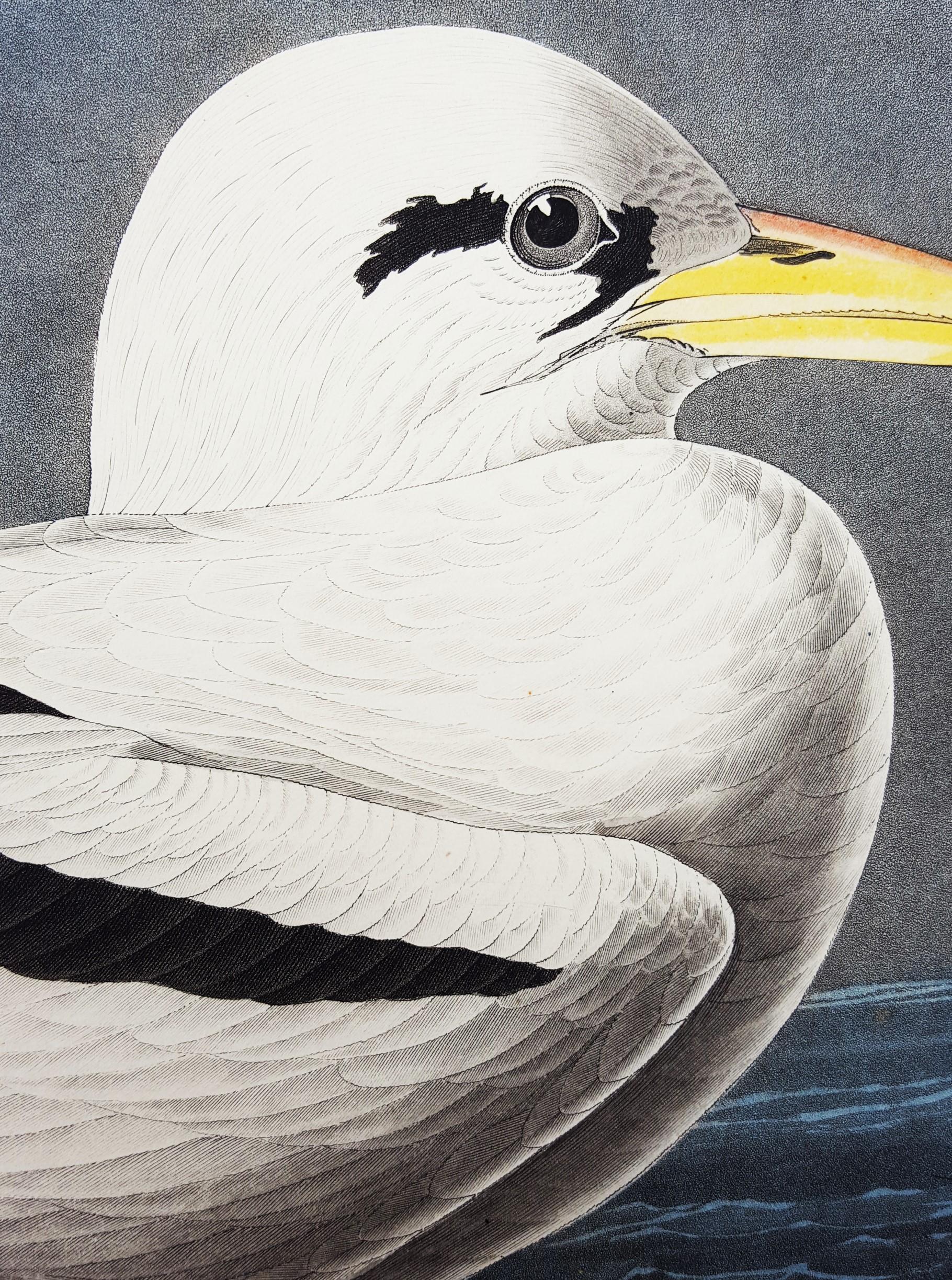 Tropic Bird /// Ornithology John James Audubon Shorebird Ocean Beach Seascape  For Sale 11