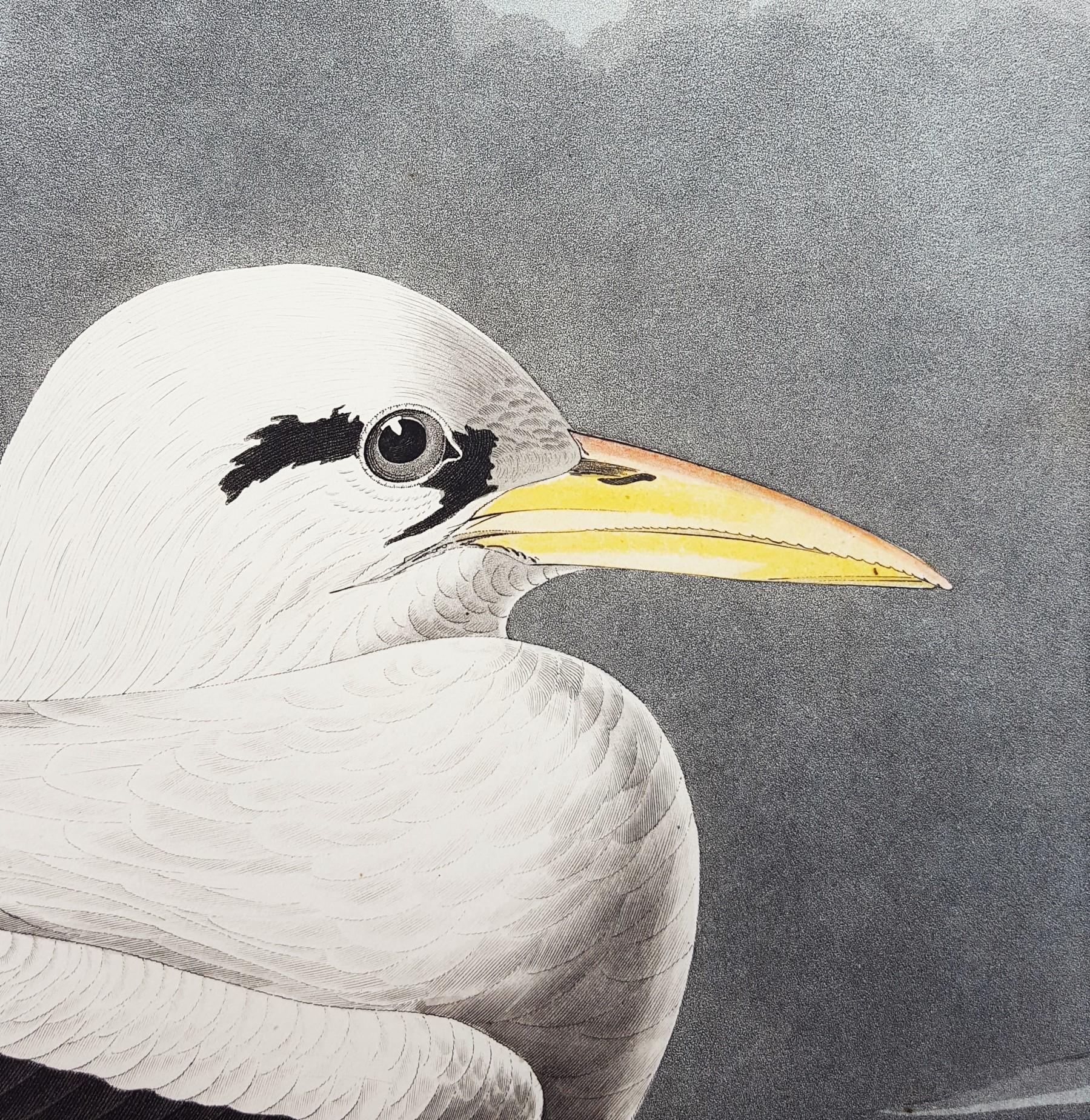 Tropic Bird /// Ornithology John James Audubon Shorebird Ocean Beach Seascape  For Sale 12