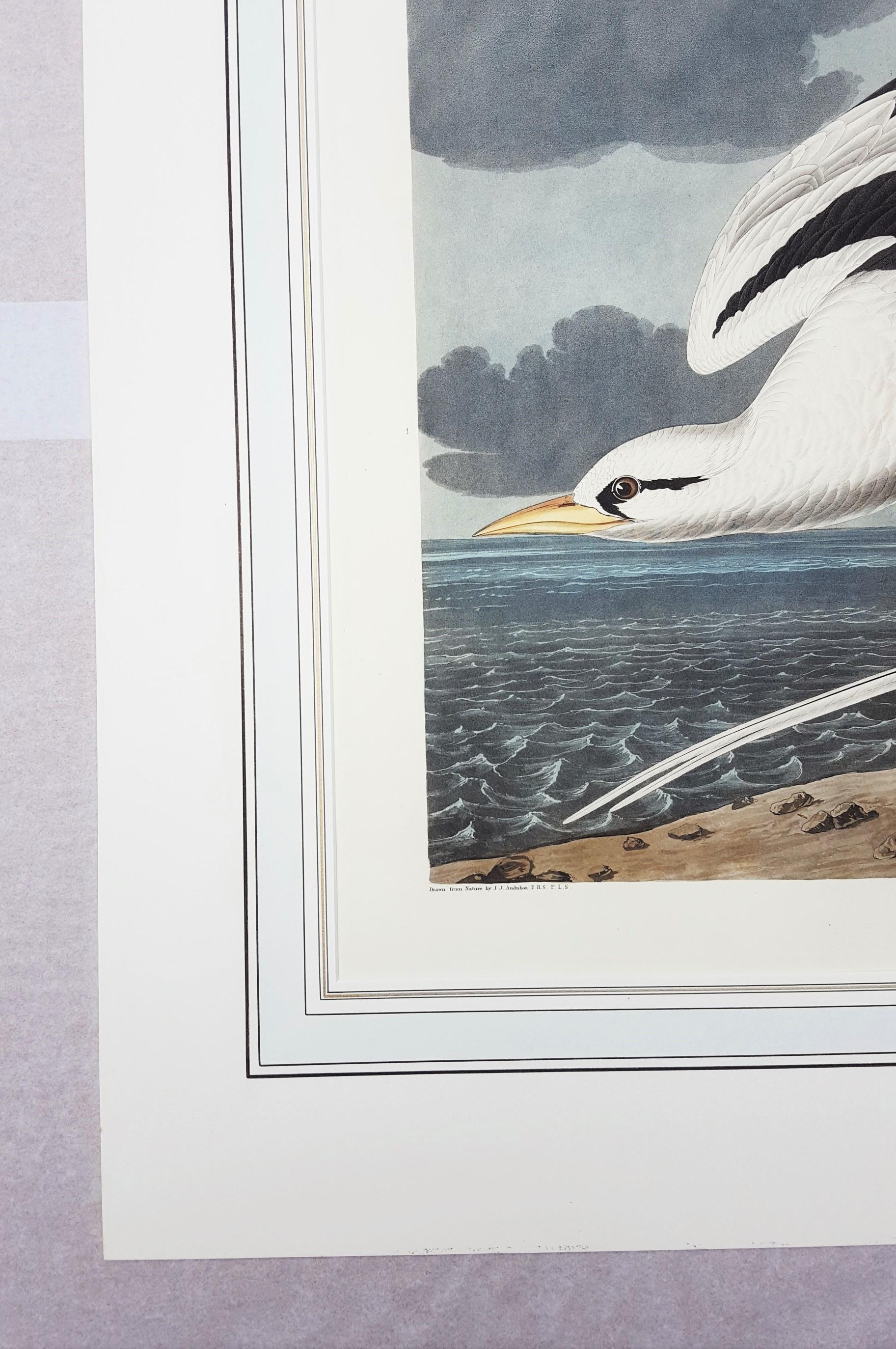 Artist: John James Audubon (American, 1785-1851)
Title: 