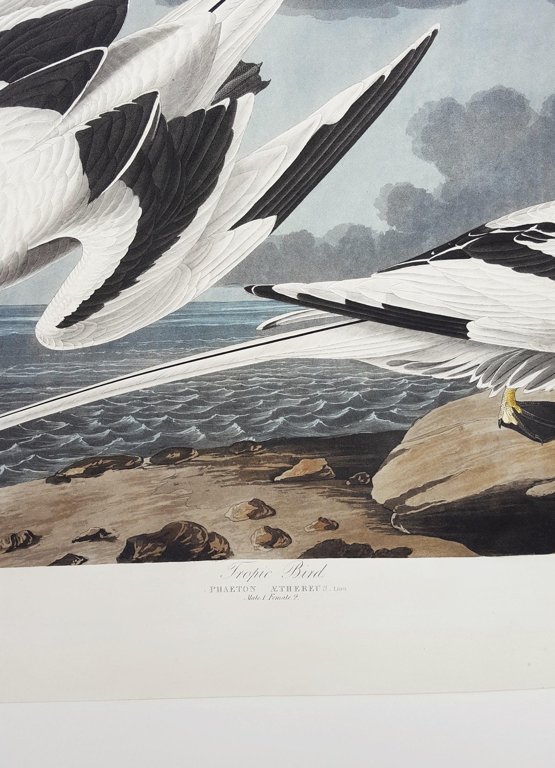 Tropic Bird /// Ornithology John James Audubon Shorebird Ocean Beach Seascape  For Sale 5
