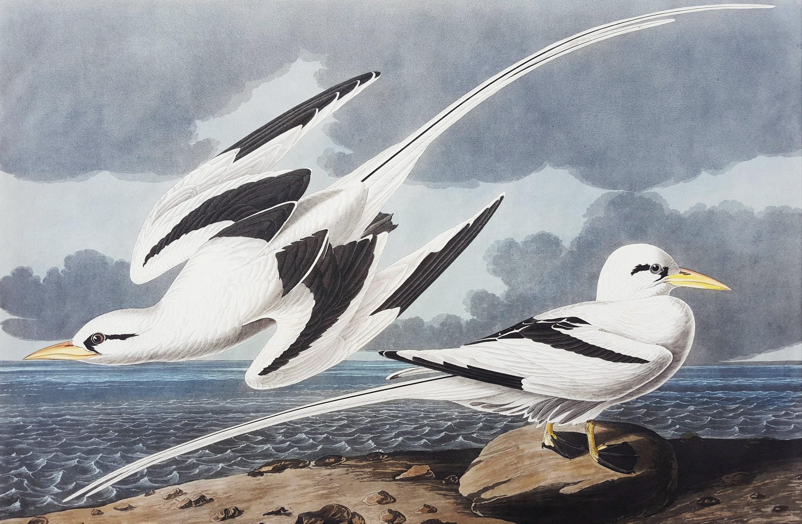 Oiseau tropical /// Ornithologie John James Audubon Shorebird Ocean Beach Seascape 