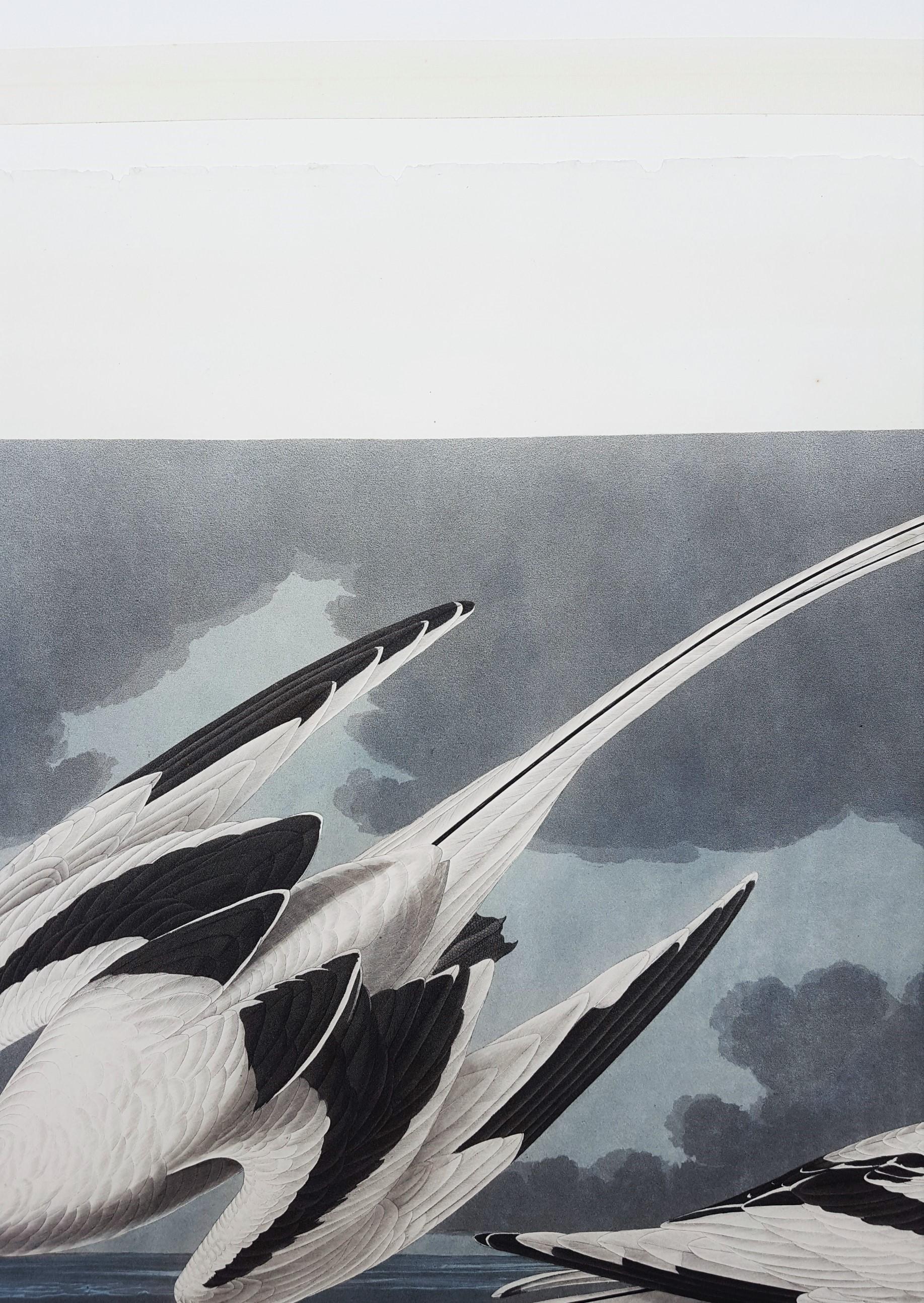 Oiseau tropical /// Ornithologie John James Audubon Florida Keys Ocean Beach Seascape en vente 9