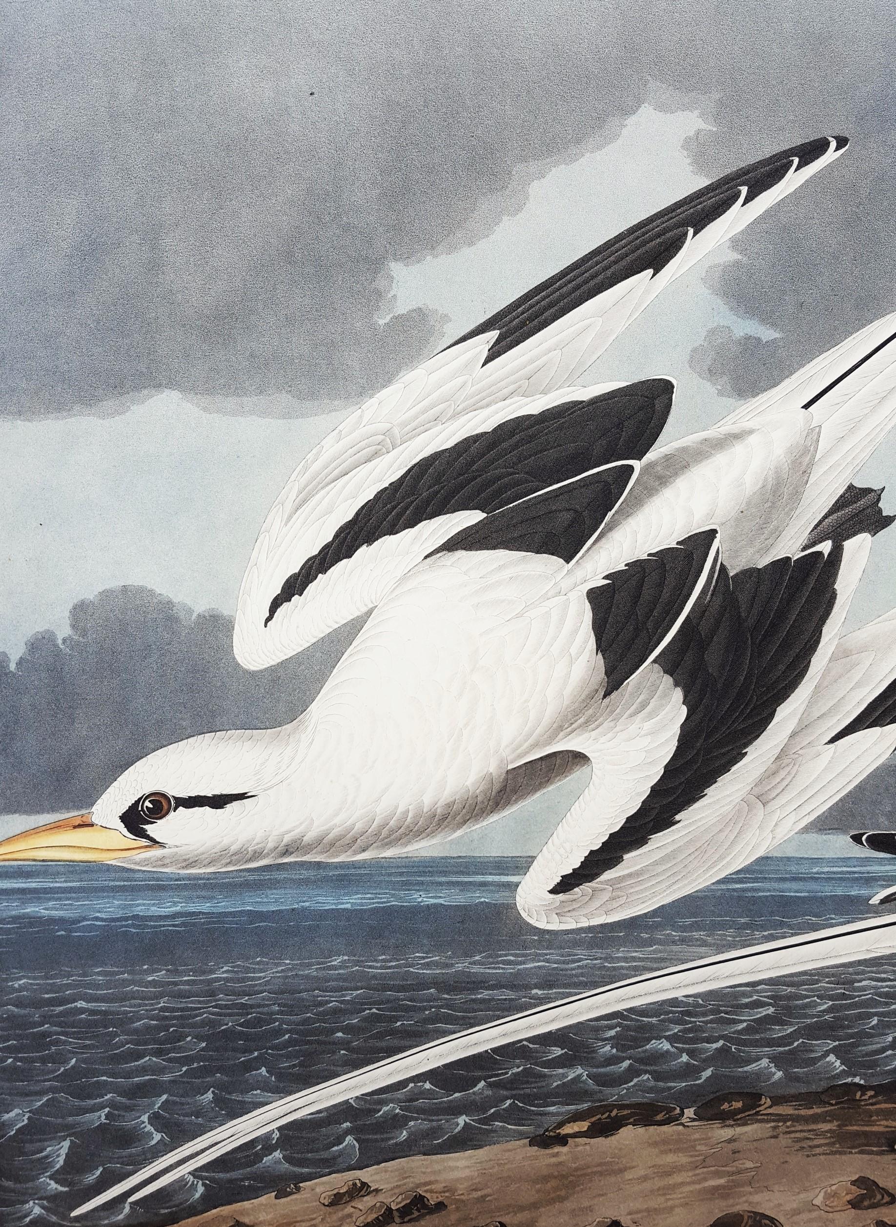 Oiseau tropical /// Ornithologie John James Audubon Florida Keys Ocean Beach Seascape en vente 11