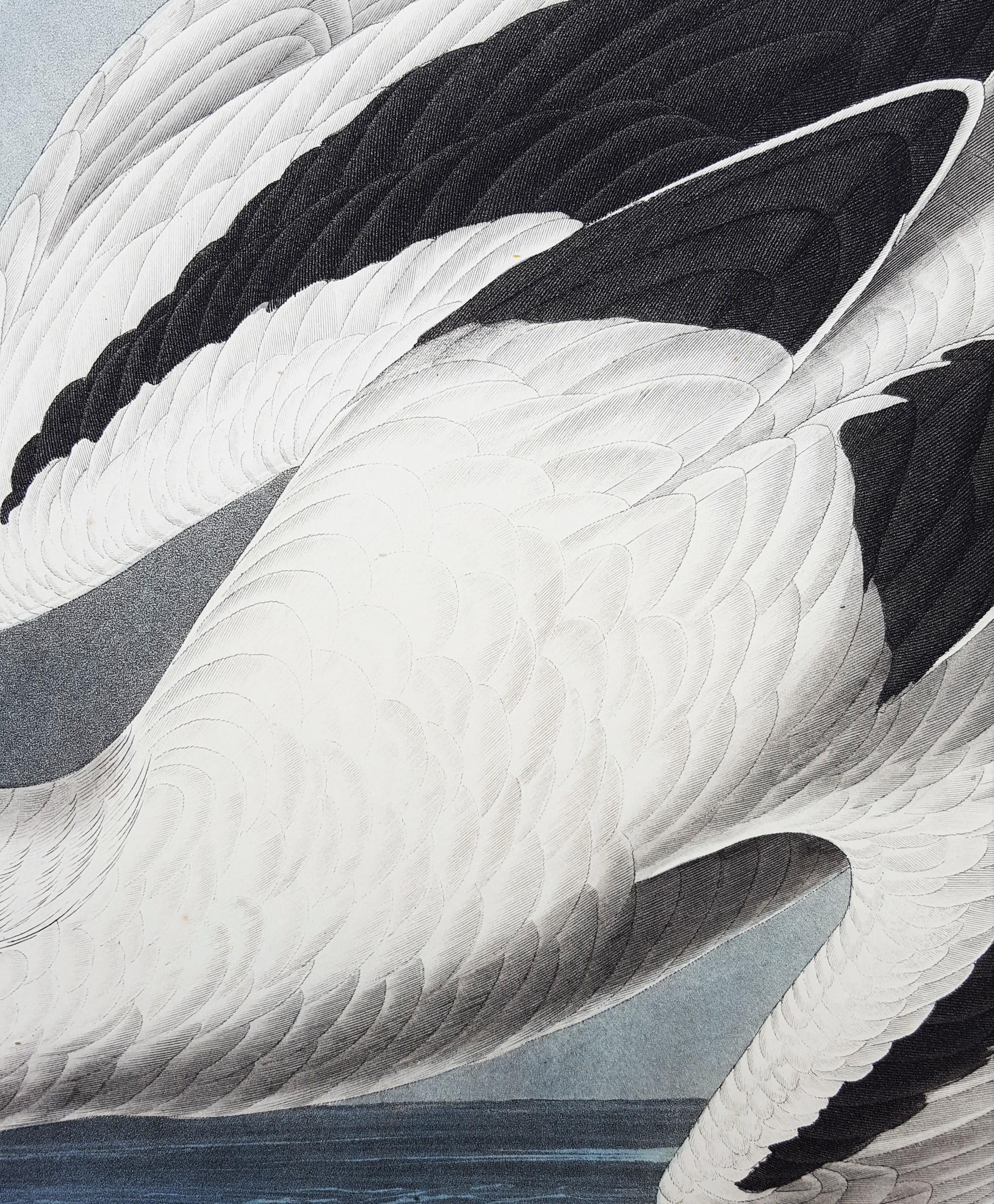 Oiseau tropical /// Ornithologie John James Audubon Florida Keys Ocean Beach Seascape en vente 12