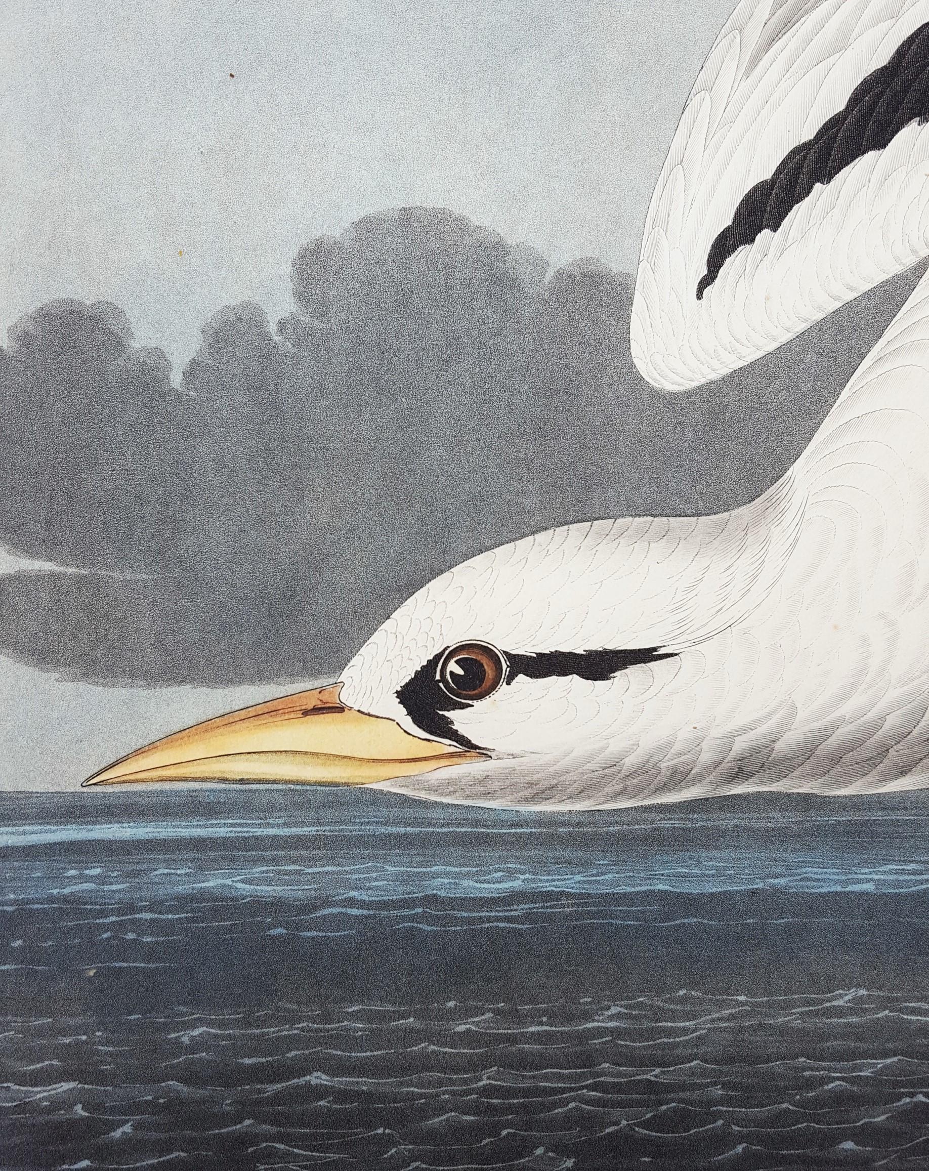 Oiseau tropical /// Ornithologie John James Audubon Florida Keys Ocean Beach Seascape en vente 13