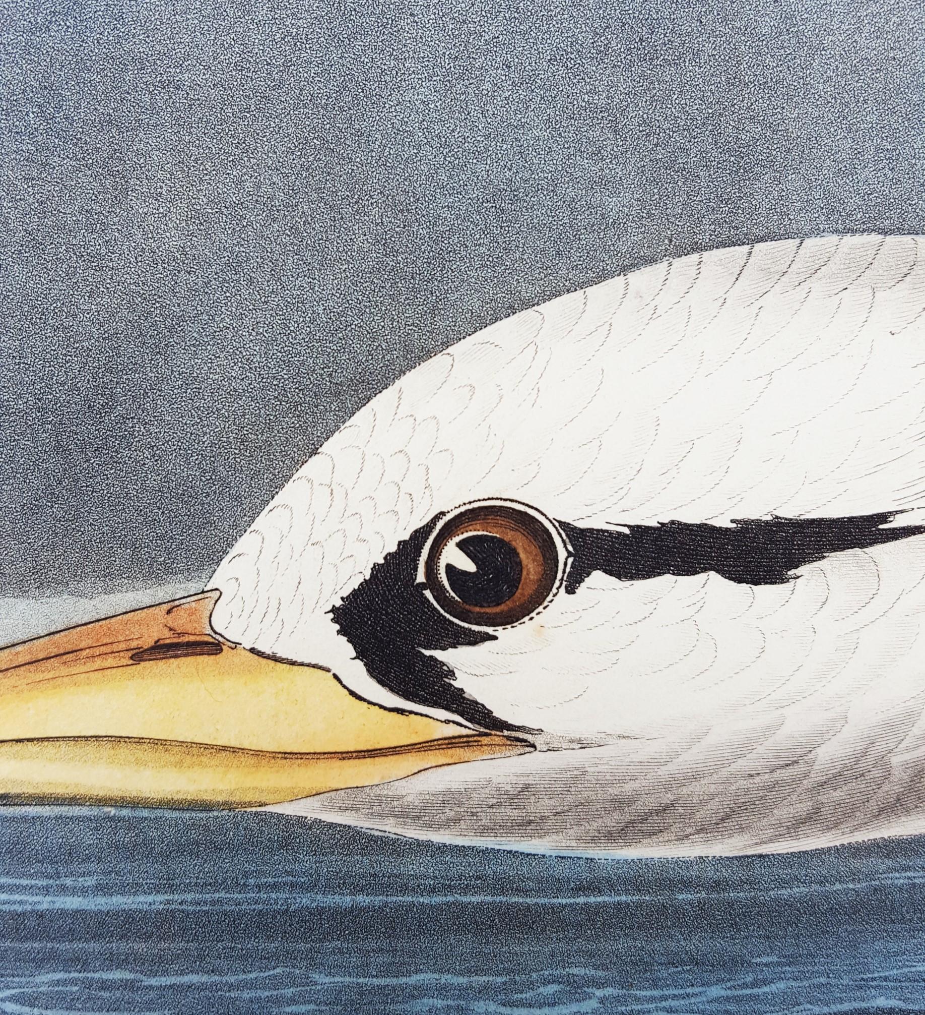 Oiseau tropical /// Ornithologie John James Audubon Florida Keys Ocean Beach Seascape en vente 14