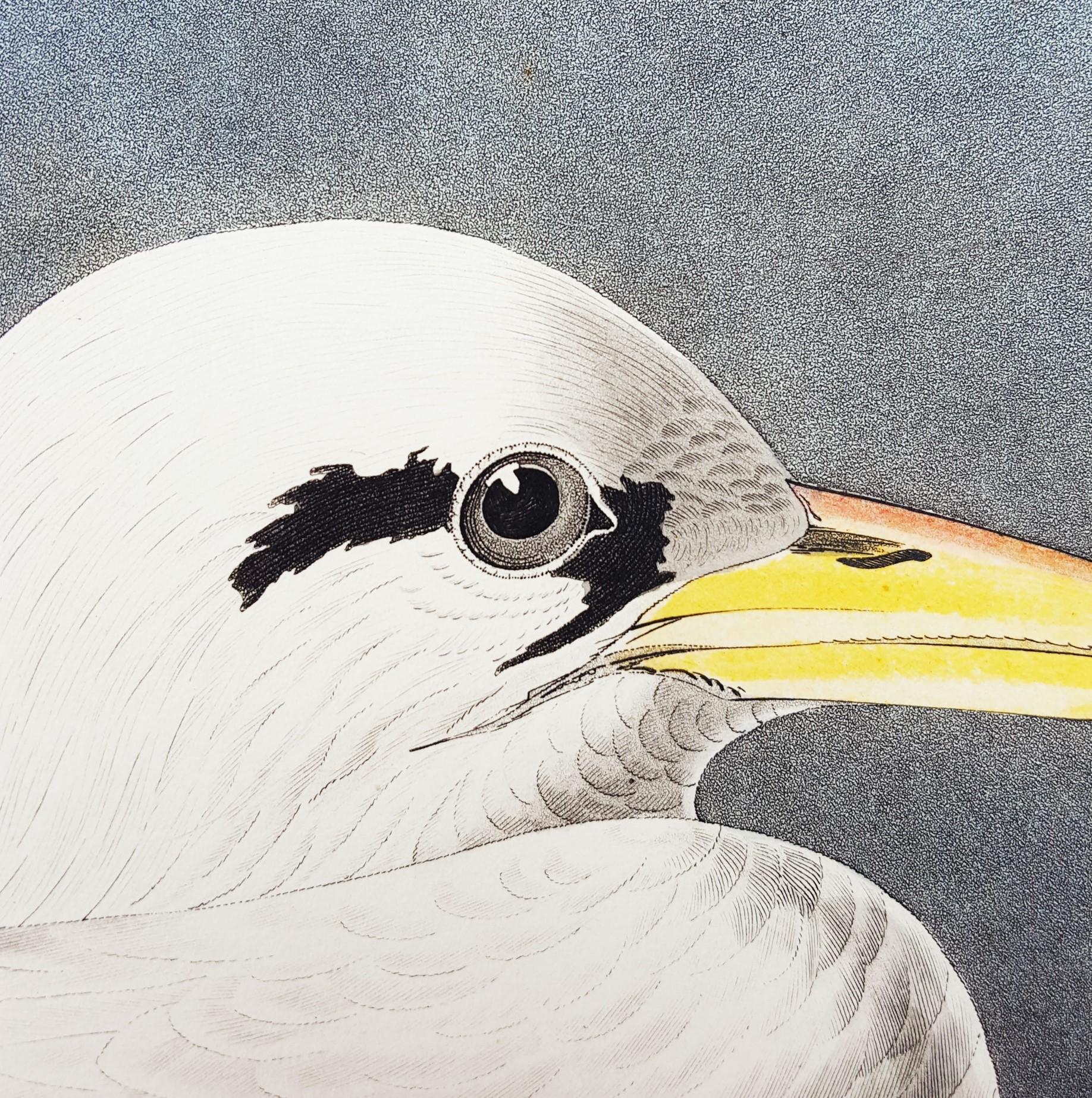 Oiseau tropical /// Ornithologie John James Audubon Florida Keys Ocean Beach Seascape en vente 16