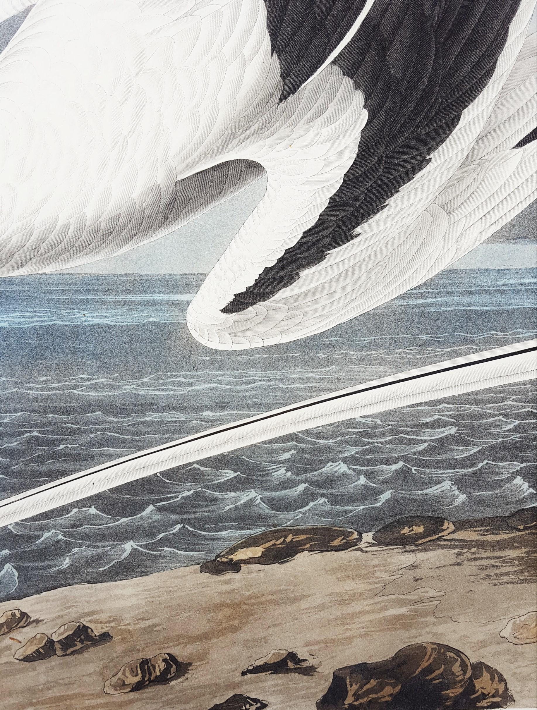 Oiseau tropical /// Ornithologie John James Audubon Florida Keys Ocean Beach Seascape en vente 17