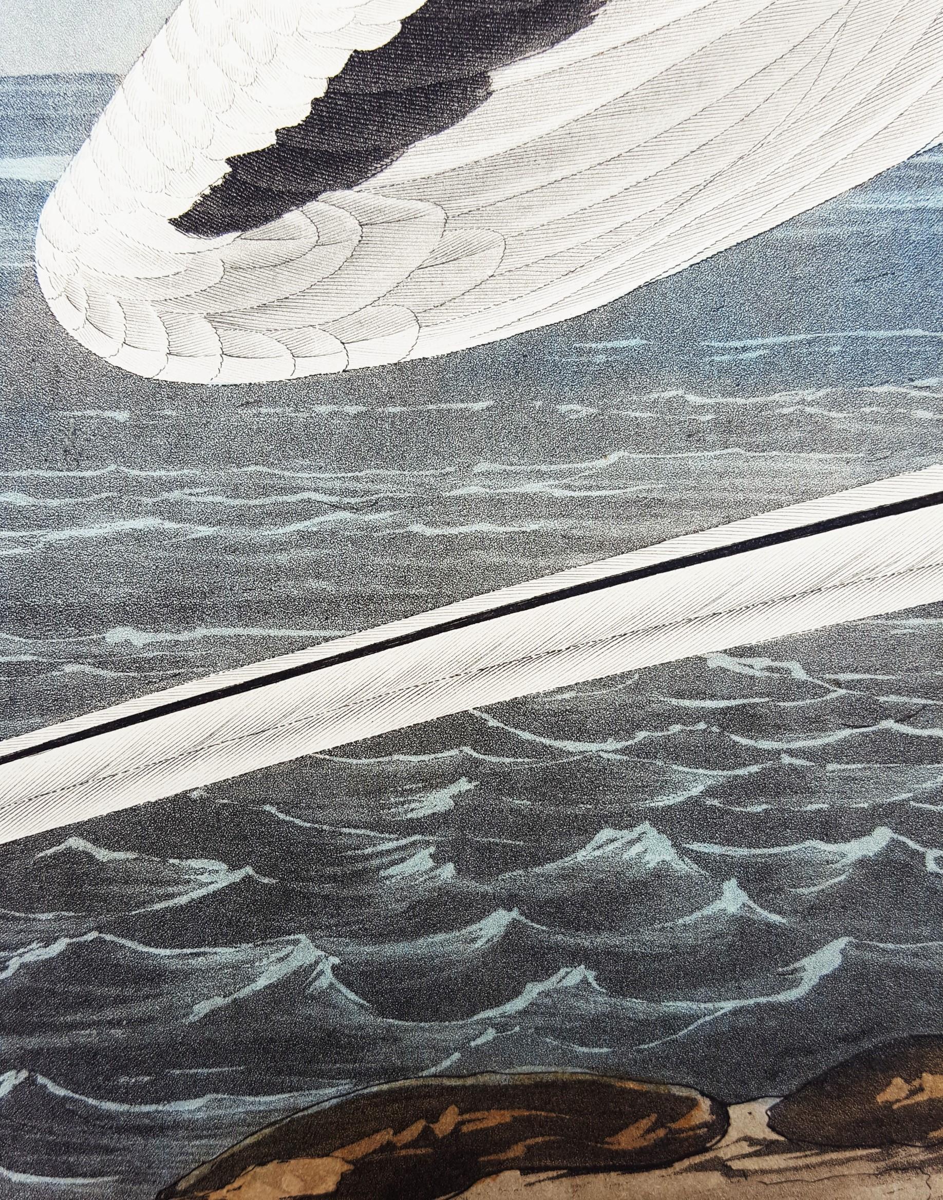 Oiseau tropical /// Ornithologie John James Audubon Florida Keys Ocean Beach Seascape en vente 18