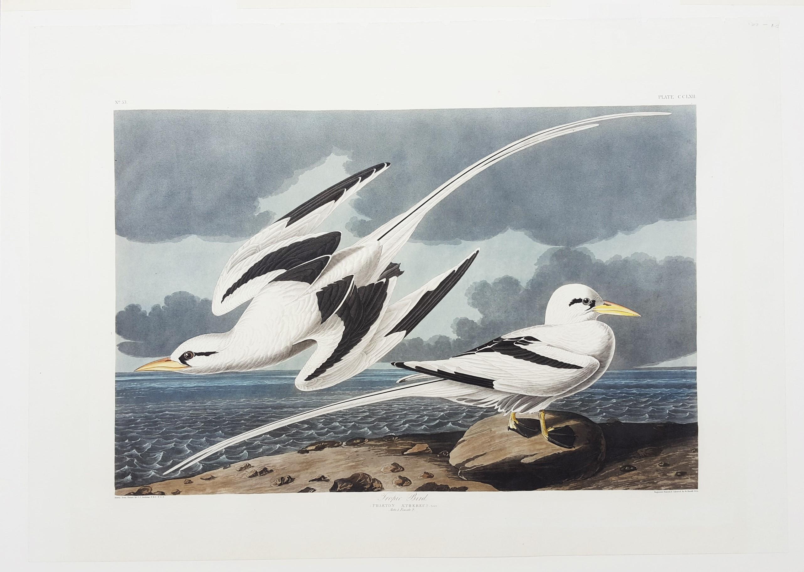 Oiseau tropical /// Ornithologie John James Audubon Florida Keys Ocean Beach Seascape en vente 1