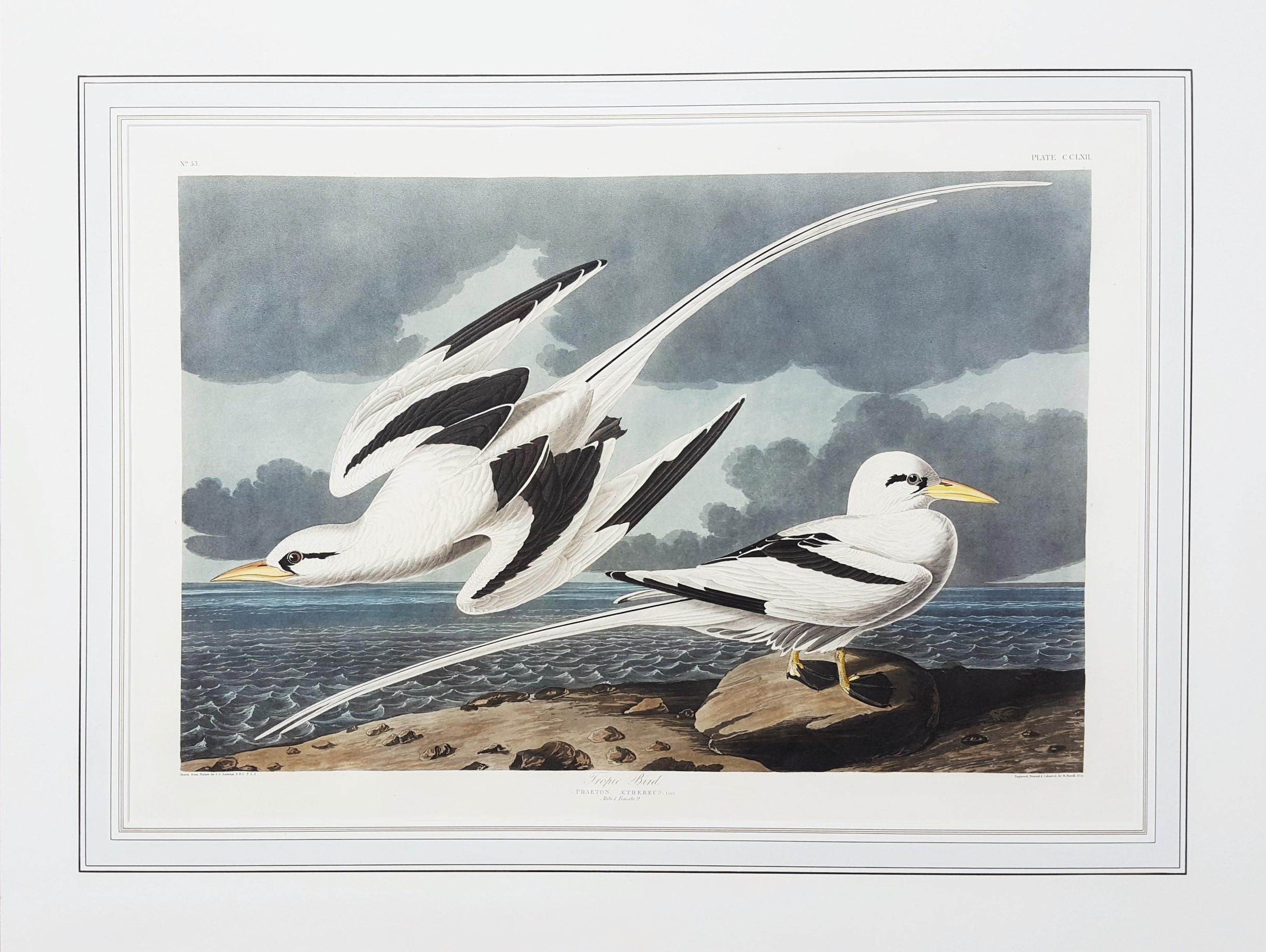 Oiseau tropical /// Ornithologie John James Audubon Florida Keys Ocean Beach Seascape en vente 2