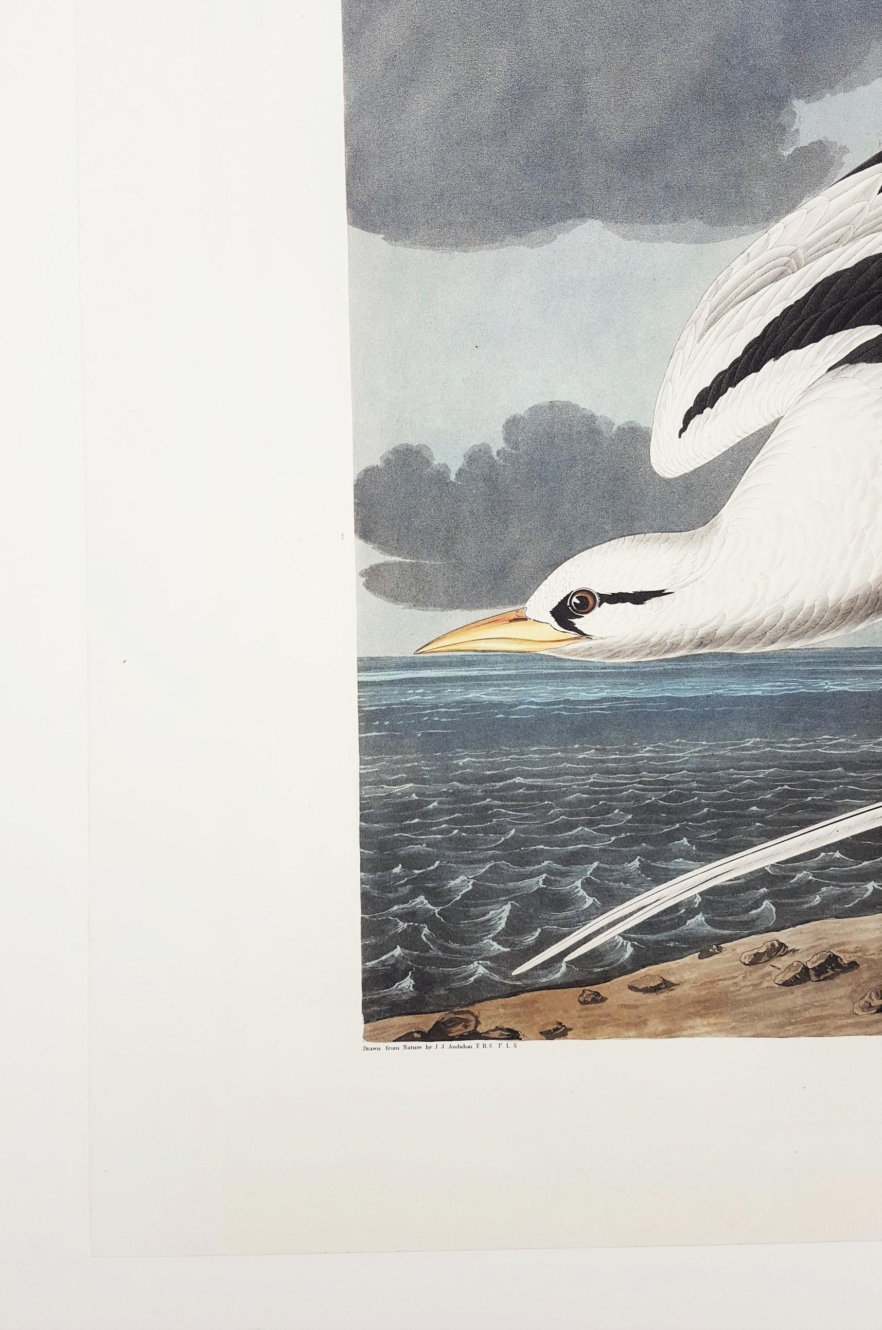 Oiseau tropical /// Ornithologie John James Audubon Florida Keys Ocean Beach Seascape en vente 3