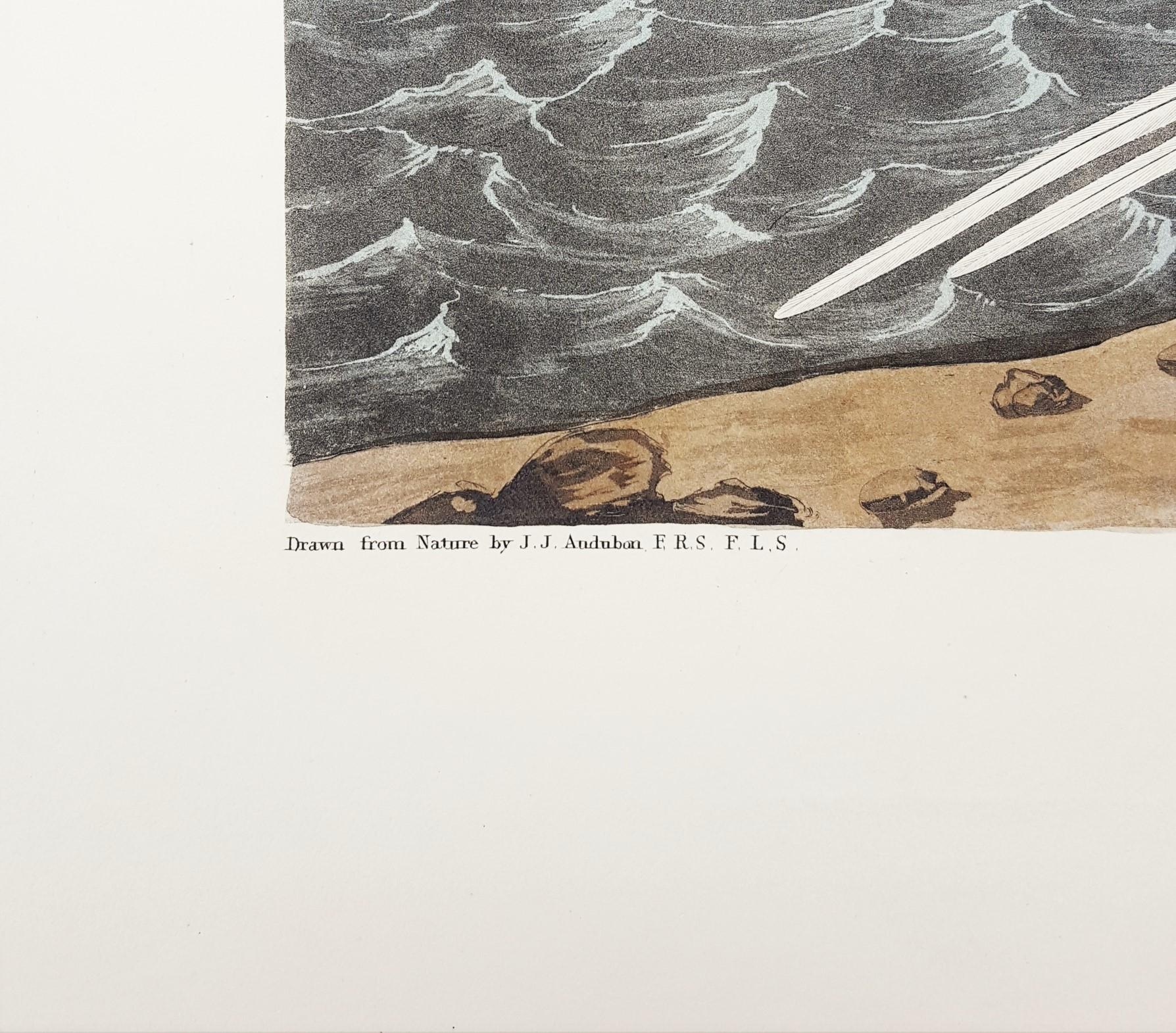 Oiseau tropical /// Ornithologie John James Audubon Florida Keys Ocean Beach Seascape en vente 4