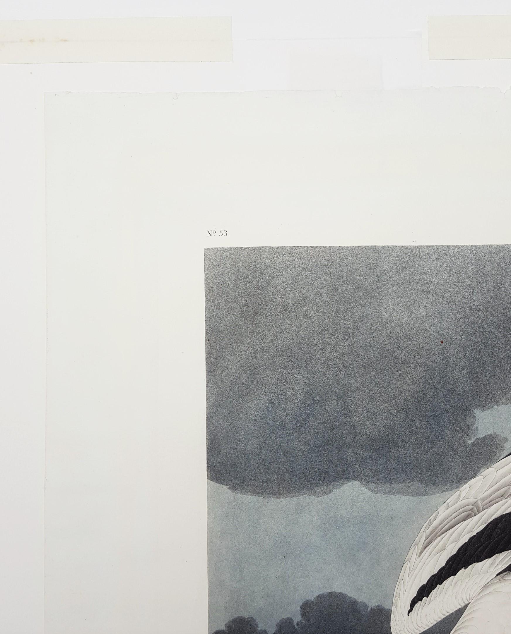 Oiseau tropical /// Ornithologie John James Audubon Florida Keys Ocean Beach Seascape en vente 5