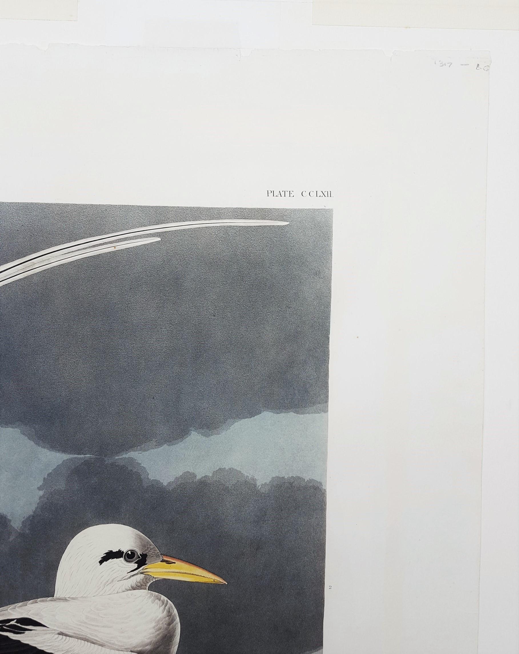 Oiseau tropical /// Ornithologie John James Audubon Florida Keys Ocean Beach Seascape en vente 6