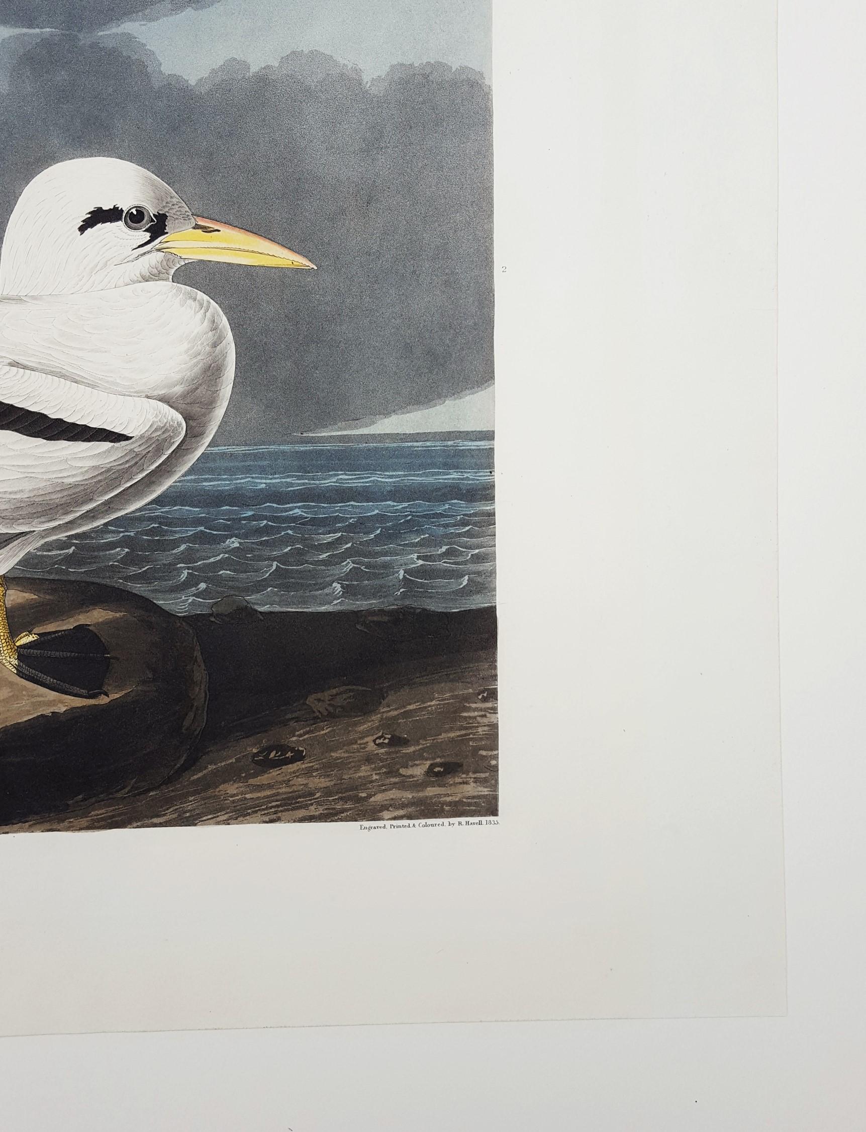 Oiseau tropical /// Ornithologie John James Audubon Florida Keys Ocean Beach Seascape en vente 7