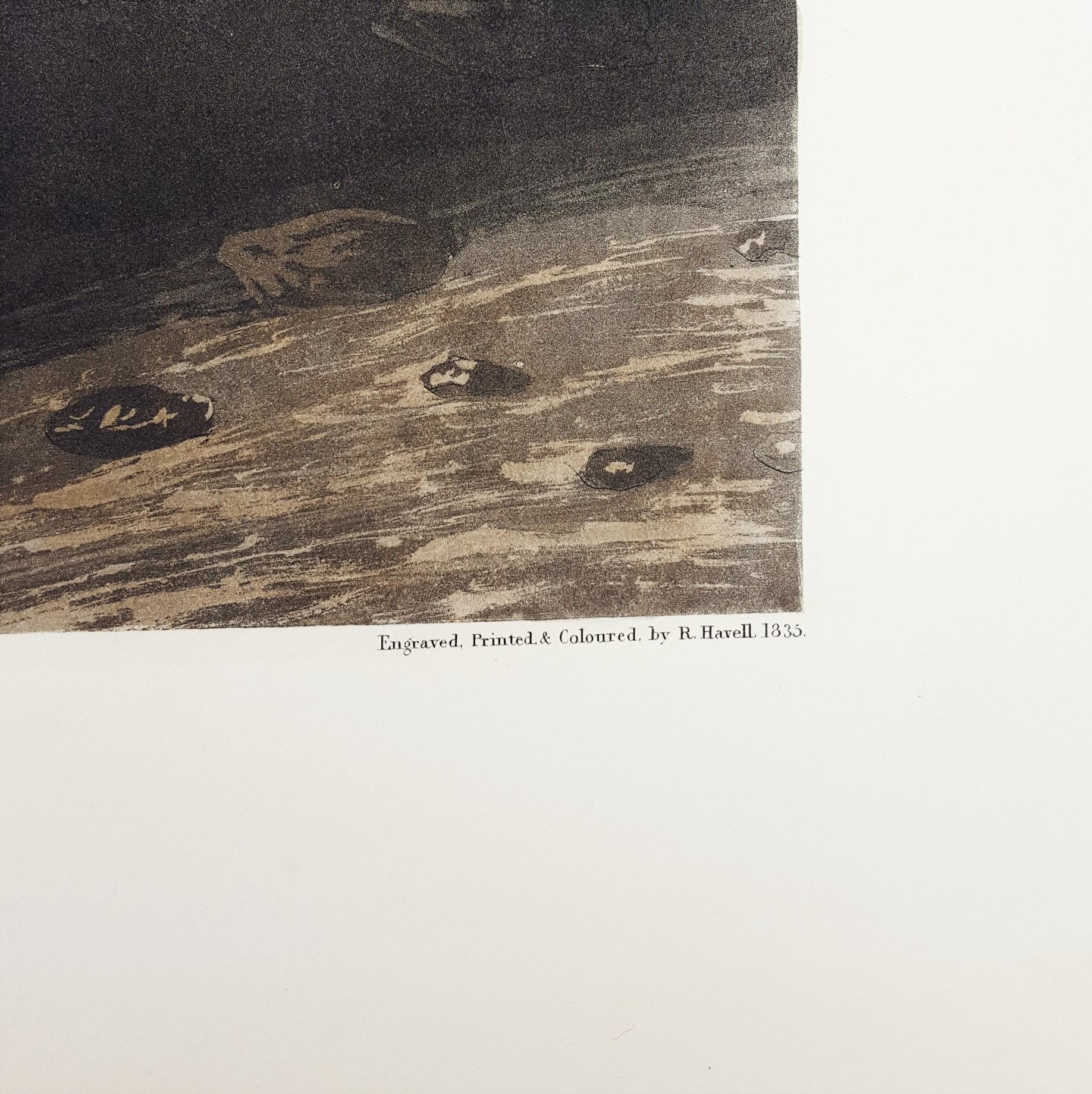 Oiseau tropical /// Ornithologie John James Audubon Florida Keys Ocean Beach Seascape en vente 8