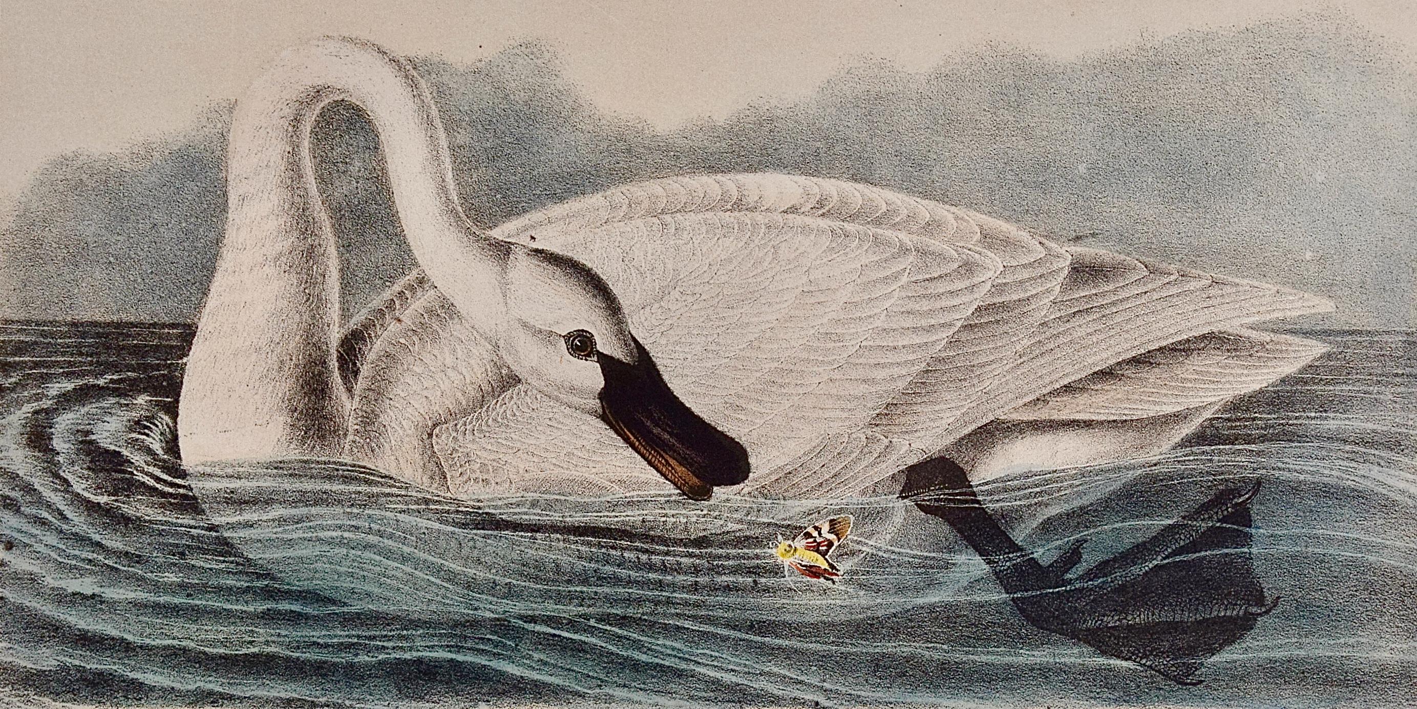 Trumpeter Swan, Adult: An Original Audubon Hand-colored Bird Lithograph  - Print by John James Audubon