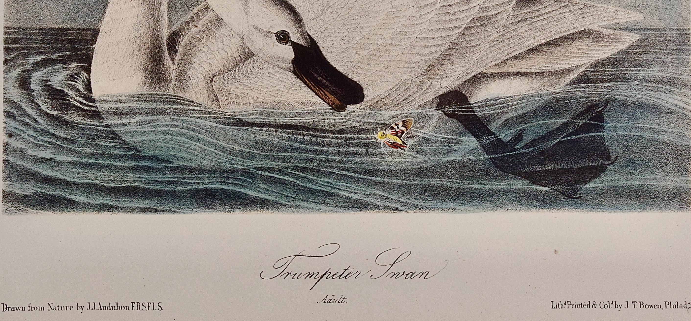 Trumpeter Schwan, Erwachsener: Ein Original-Audubon-Lithographie mit handkoloriertem Vogel  (Grau), Landscape Print, von John James Audubon