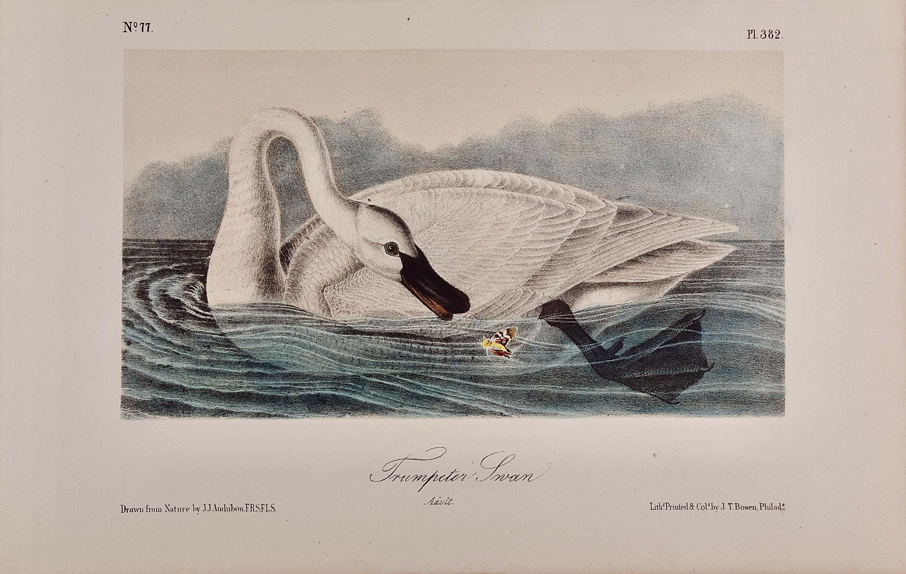 Trumpeter Swan, Adult: An Original Audubon Hand-colored Bird Lithograph 