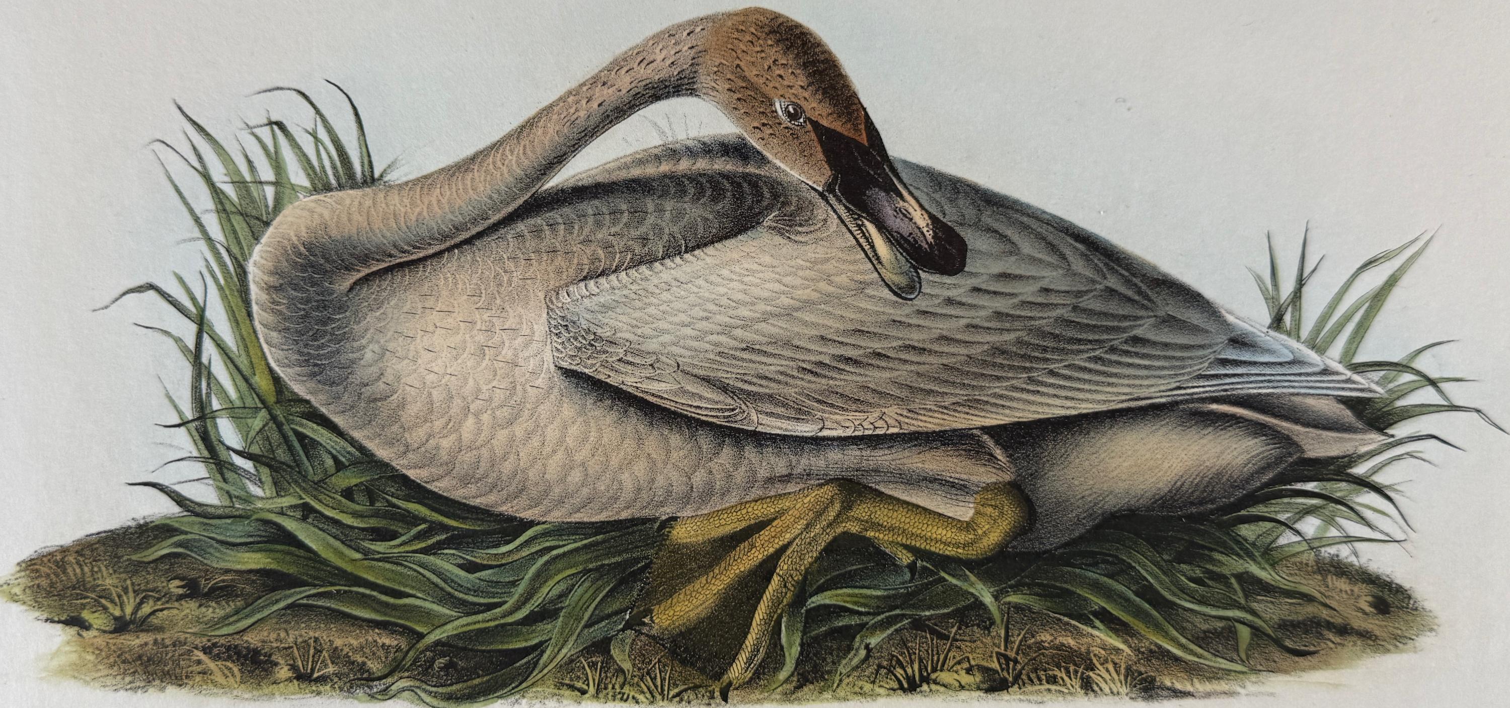 Cygne trompette : une lithographie originale de la première édition d'Audubon Bird, colorée à la main - Print de John James Audubon