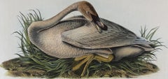 Trumpeter Swan: An Original 1st Edition Hand Colored Audubon Bird Lithograph