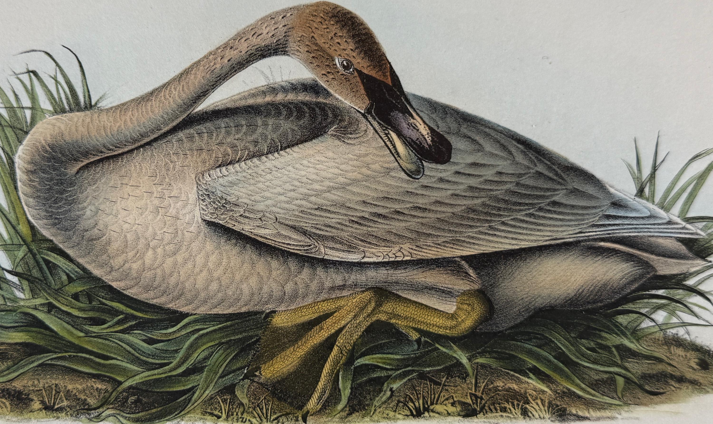 Cygne trompette : une lithographie originale de la première édition d'Audubon Bird, colorée à la main - Naturalisme Print par John James Audubon