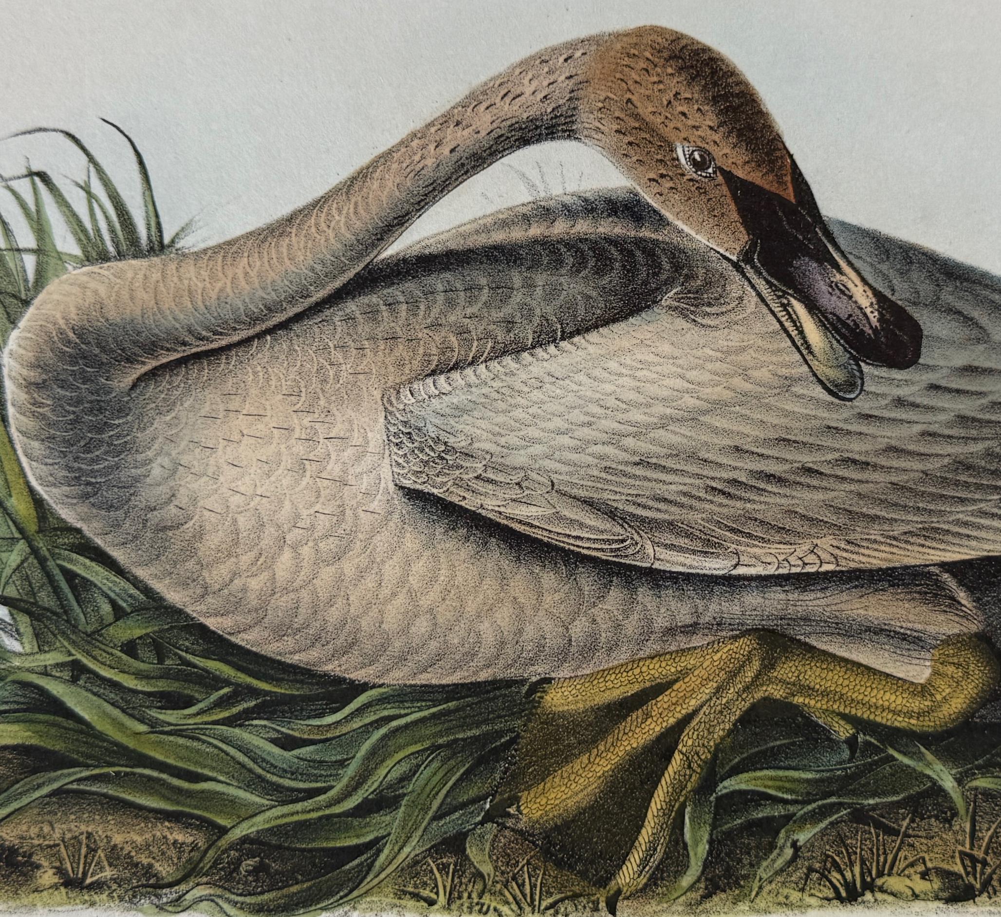 Cygne trompette : une lithographie originale de la première édition d'Audubon Bird, colorée à la main - Gris Animal Print par John James Audubon