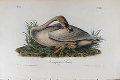 Cygne trompette : une lithographie originale de la première édition d'Audubon Bird, colorée à la main