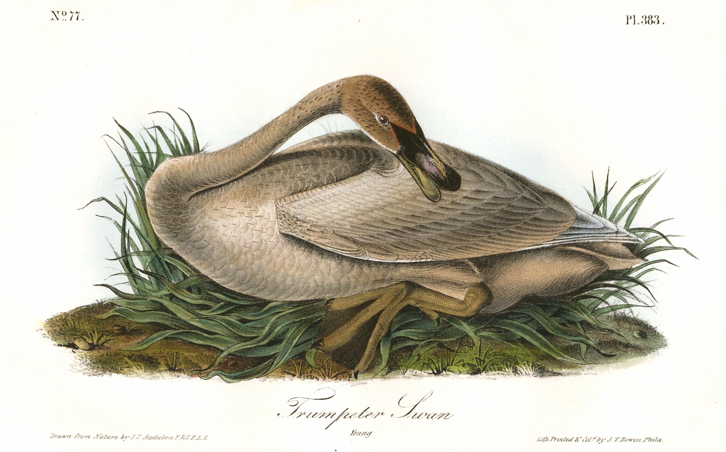 John James Audubon Animal Print – Trompeterschwan. (Jung).