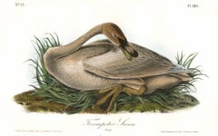 Antique Trumpeter Swan. (Young).