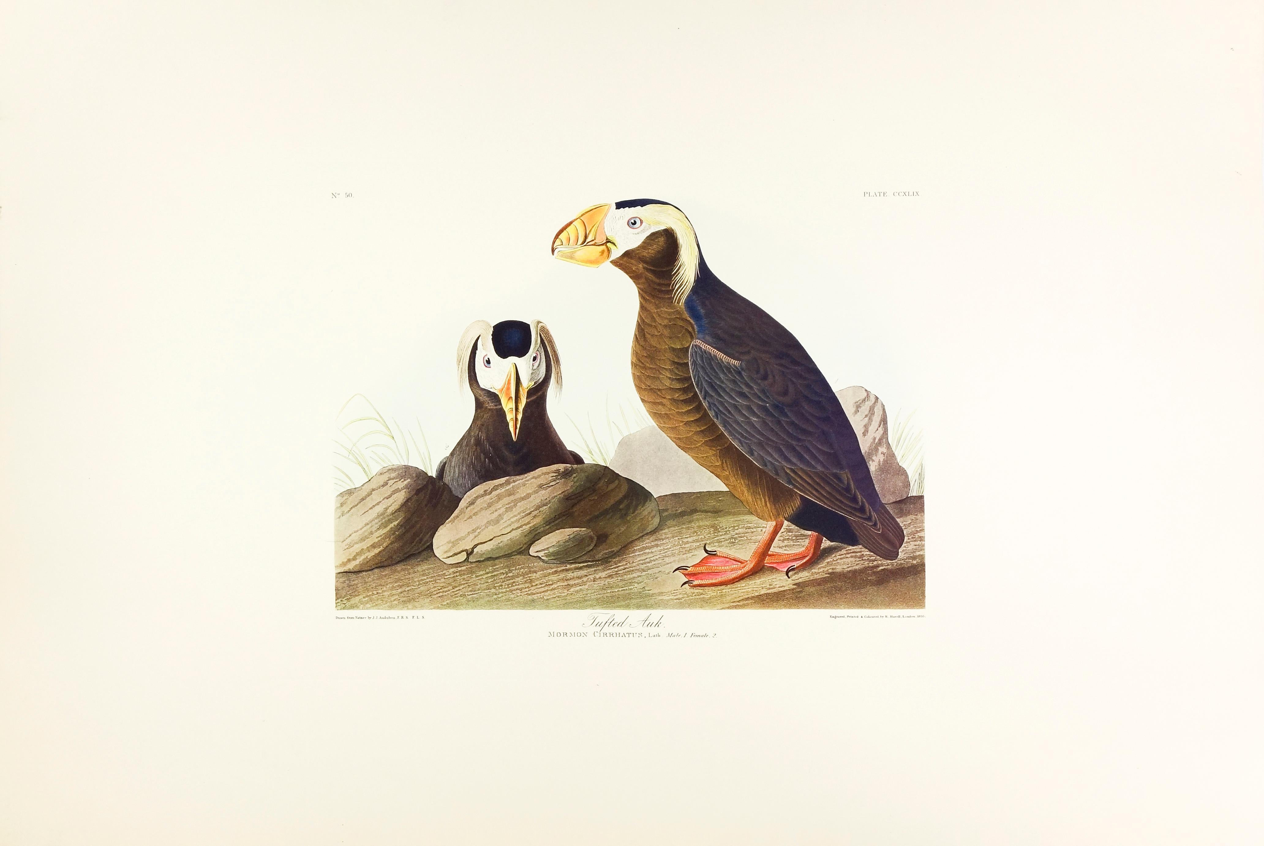 Tufted Auk - Realist Print by John James Audubon