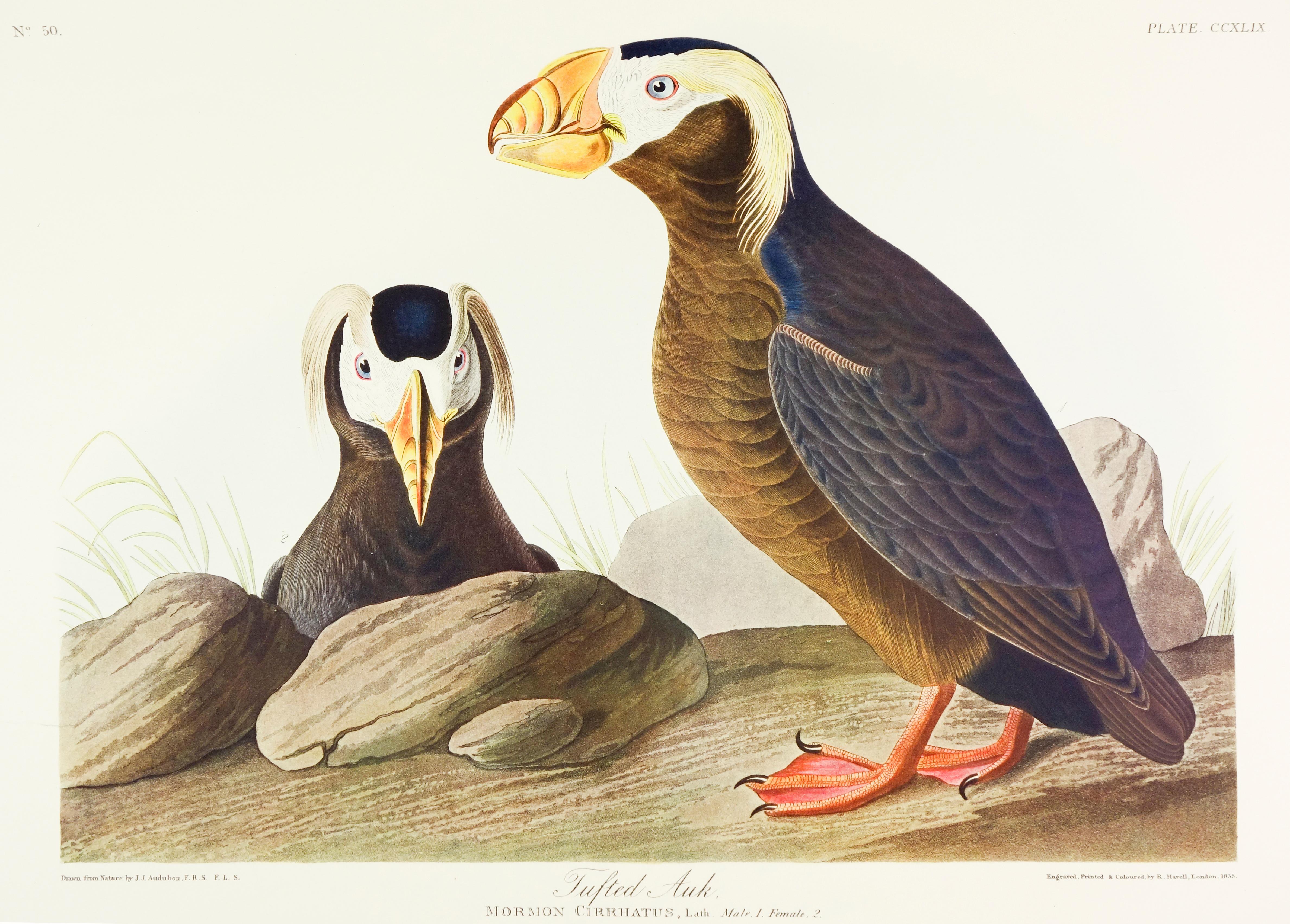 John James Audubon Animal Print - Tufted Auk