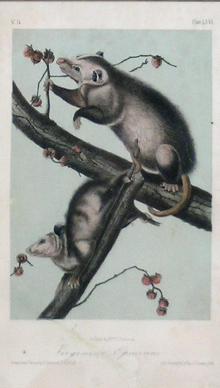 John James Audubon - Virginia Opossum For Sale at 1stDibs