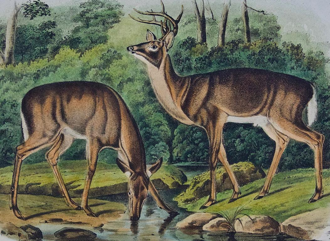 Virginian Deer: An Original 19th C. Hand-colored Lithograph by John J. Audubon - Print by John James Audubon