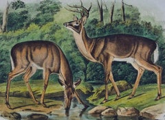 Virginian Deer: An Original 19th C. Hand-colored Lithograph by John J. Audubon
