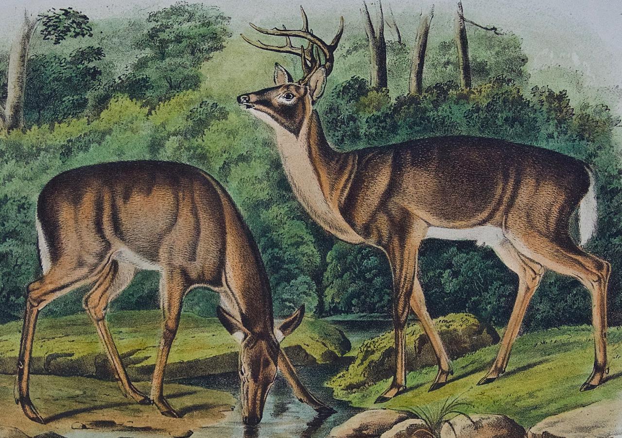 Virginian Deer: An Original 19th C. Hand-colored Lithograph by John J. Audubon - Naturalistic Print by John James Audubon