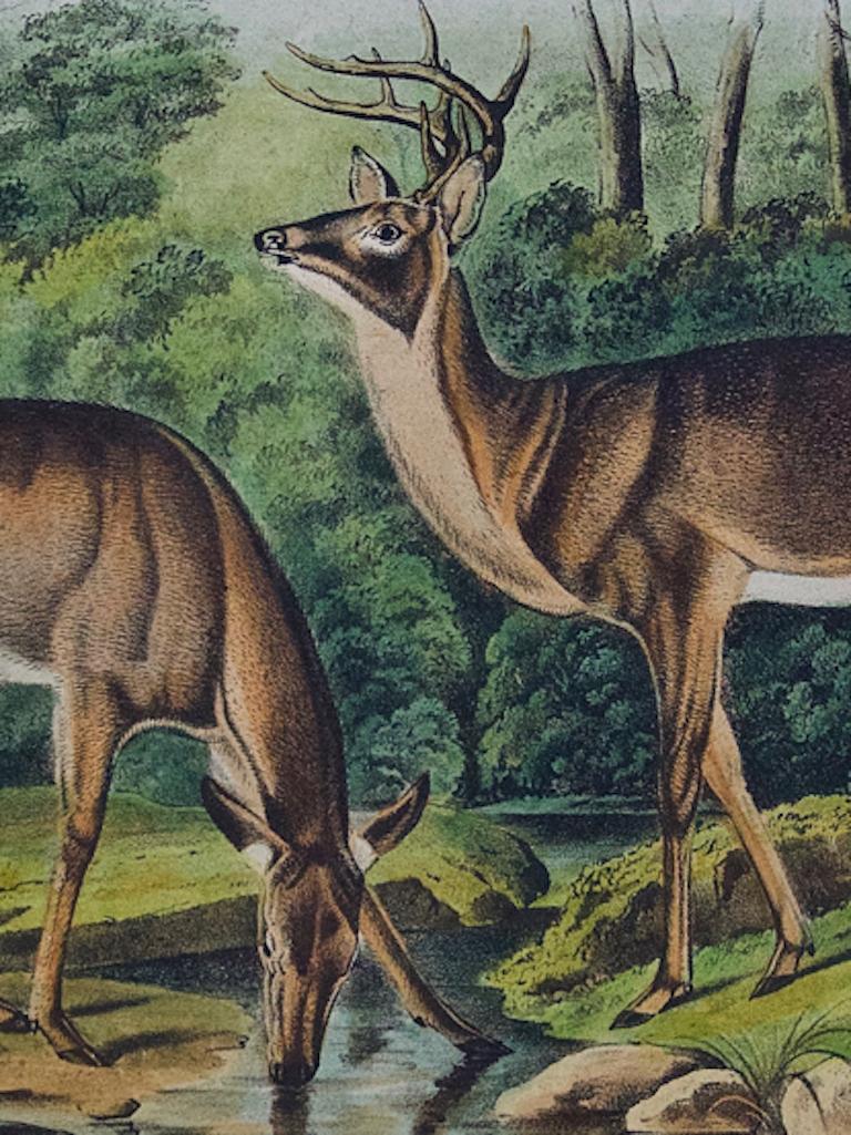 Virginian Deer: An Original 19th C. Hand-colored Lithograph by John J. Audubon - Gray Portrait Print by John James Audubon
