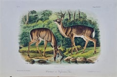 Antique Virginian Deer: An Original 19th C. Hand-colored Lithograph by John J. Audubon
