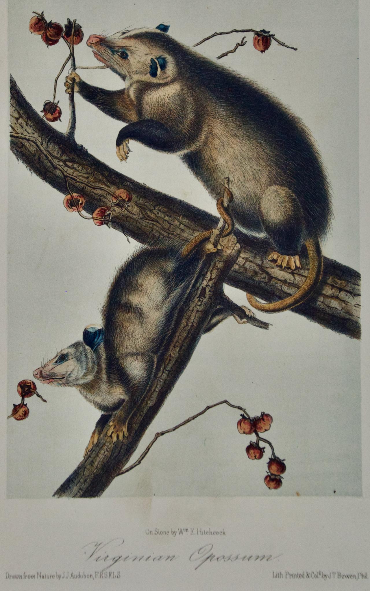 Virginian Opossum: An Original Audubon Hand-colored Lithograph - Print by John James Audubon